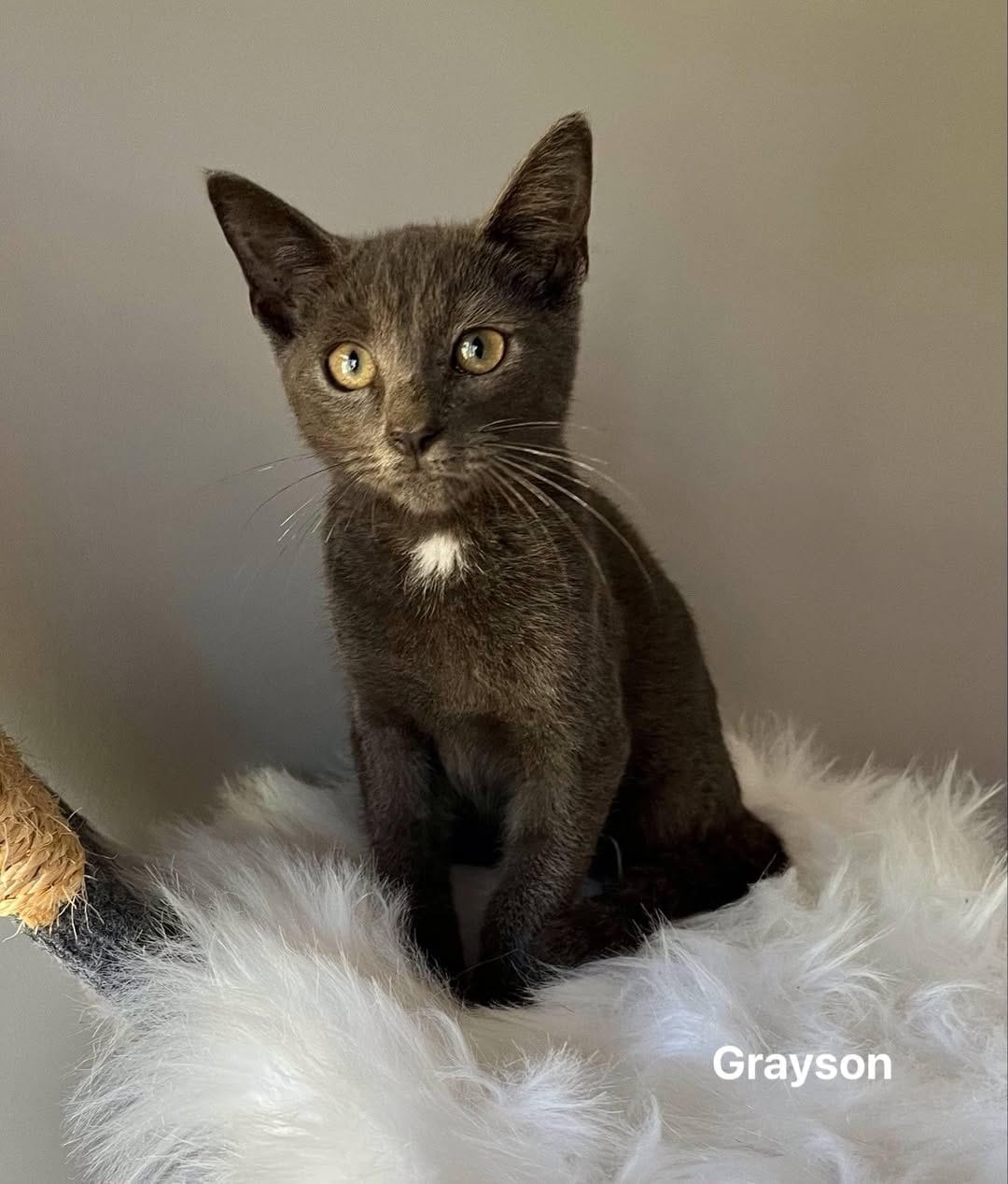 Grayson Grayson